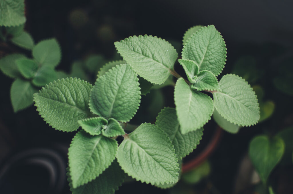 Close-Up Macro Shot of Vibrant Green Plectranthus Leaves Wallpaper