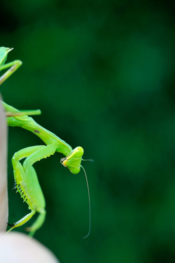 Vibrant Green Praying Mantis Macro Close-Up Wallpaper Background