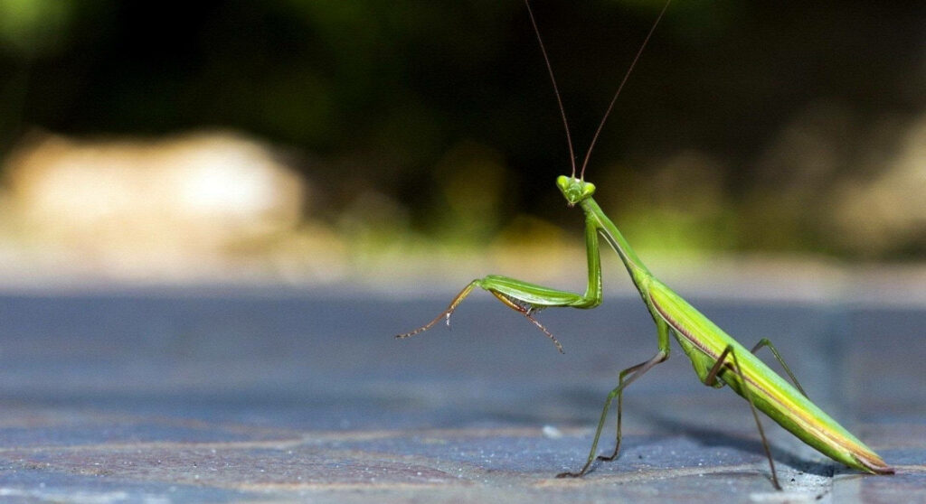 Close-Up Praying Mantis on Smooth Surface | Vibrant Green Wallpaper