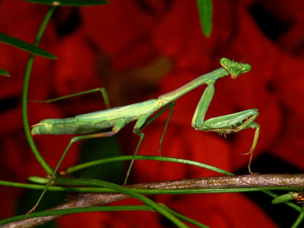 Vibrant Green Praying Mantis on Branch with Red Flowers - Captivating Background Wallpaper