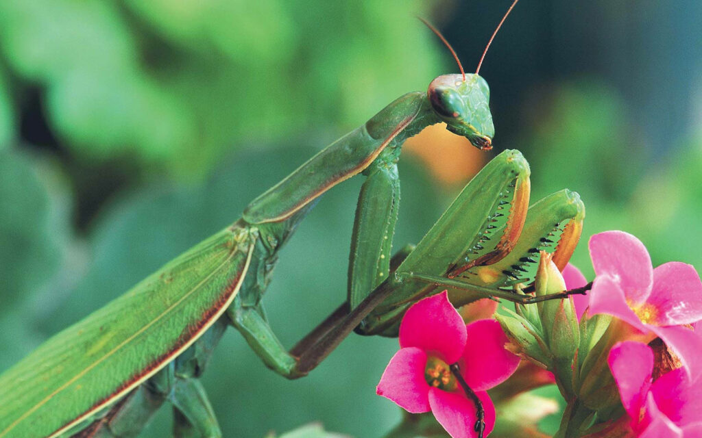 Vibrant Green Praying Mantis on Pink Flowers in Lush Greenery Wallpaper