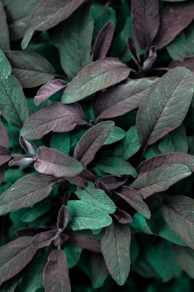 Vibrant Green & Purple Leaves Macro: Intricate Texture Wallpaper