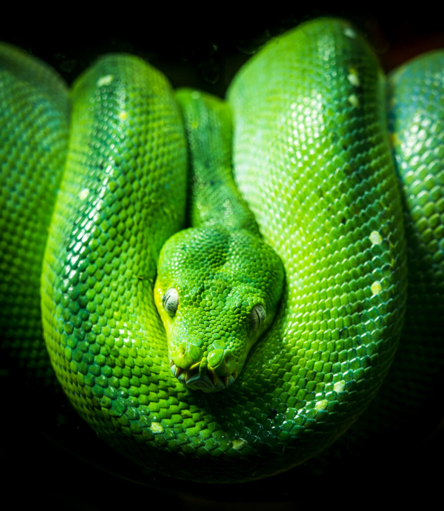 Stunning Green Python Wallpaper: Textured Scales & Intricate Patterns