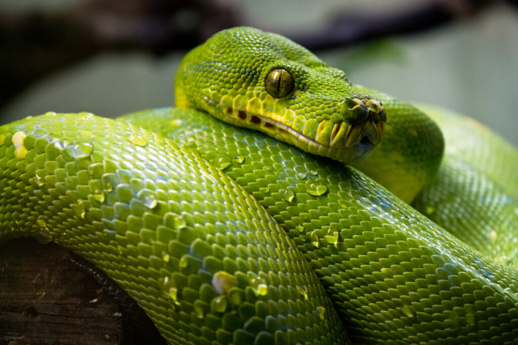 Vibrant Green Python Wallpaper: Detailed Texture & Glistening Drops