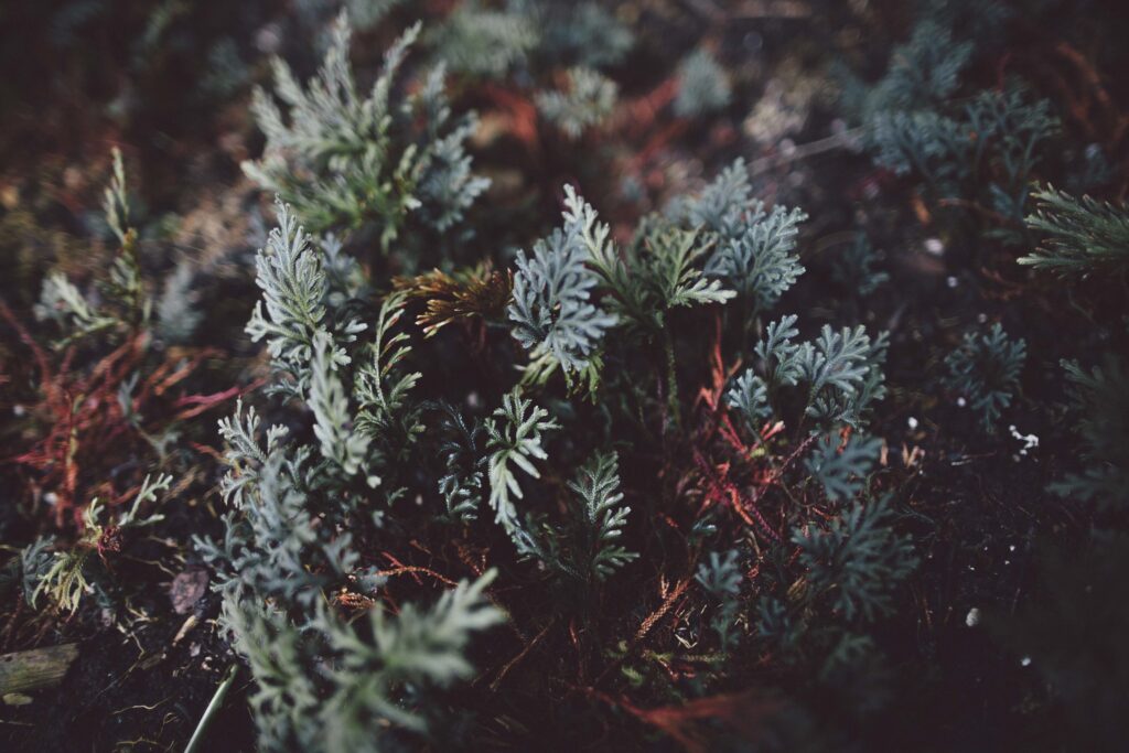 Vibrant Green & Red Plant Leaves Close-Up Wallpaper Background
