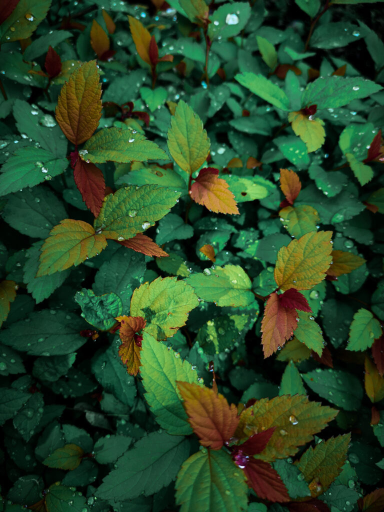 Vibrant Green & Reddish Leaves with Dew Drops - Fresh Wallpaper Background