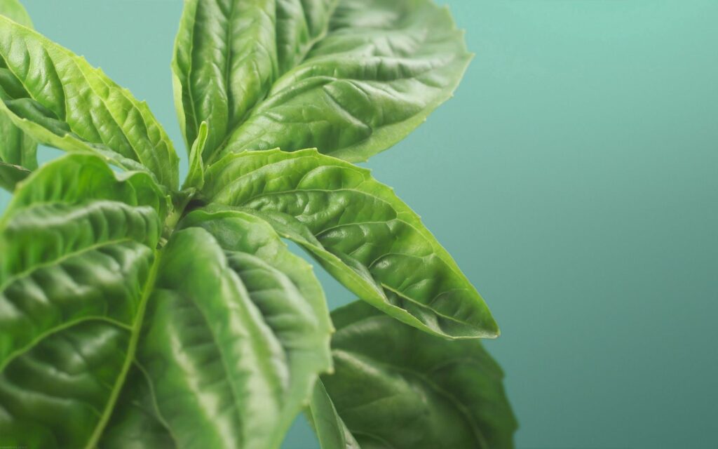 Vibrant Green Ribbed Leaves Wallpaper: Textured Freshness Background