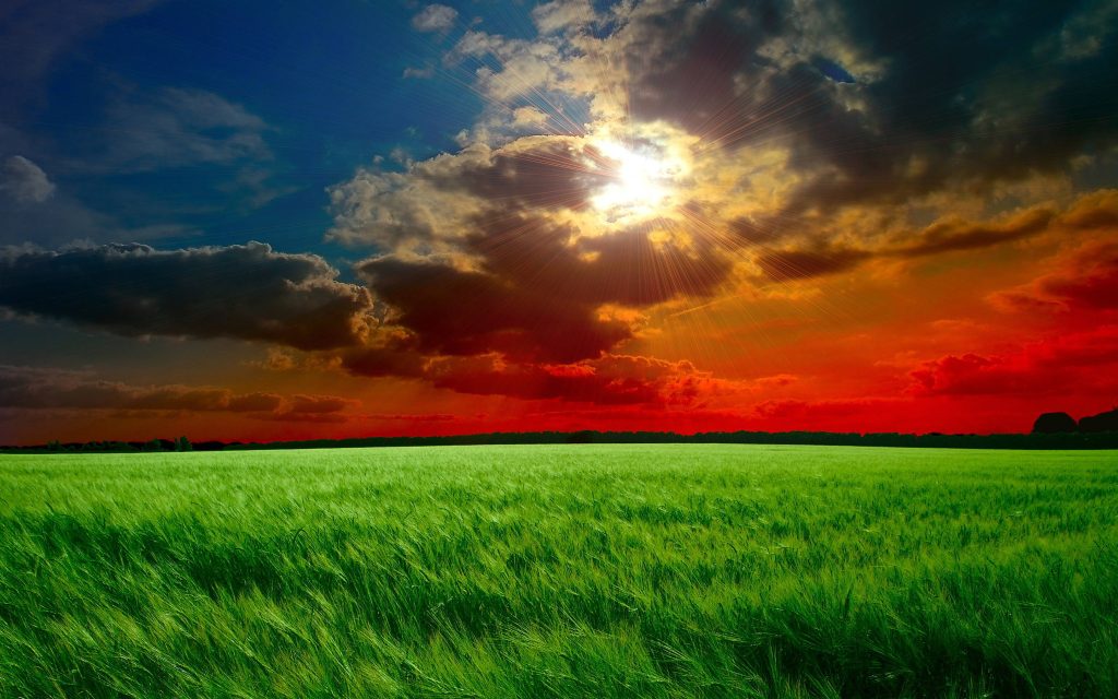 Green rice field sunset wallpaper with vibrant crops and dramatic fiery starburst horizon sky
