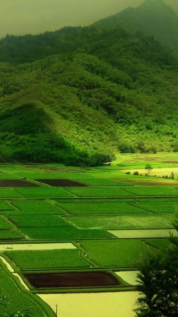 HD nature wallpaper of vibrant green rice fields and forested mountains in a tranquil valley