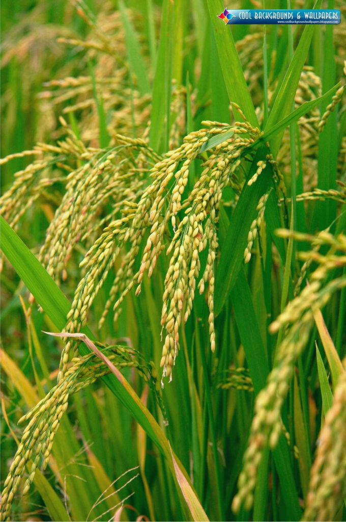 Close-up of vibrant green rice plants with ripening grains in lush farmland under sunlight Wallpaper