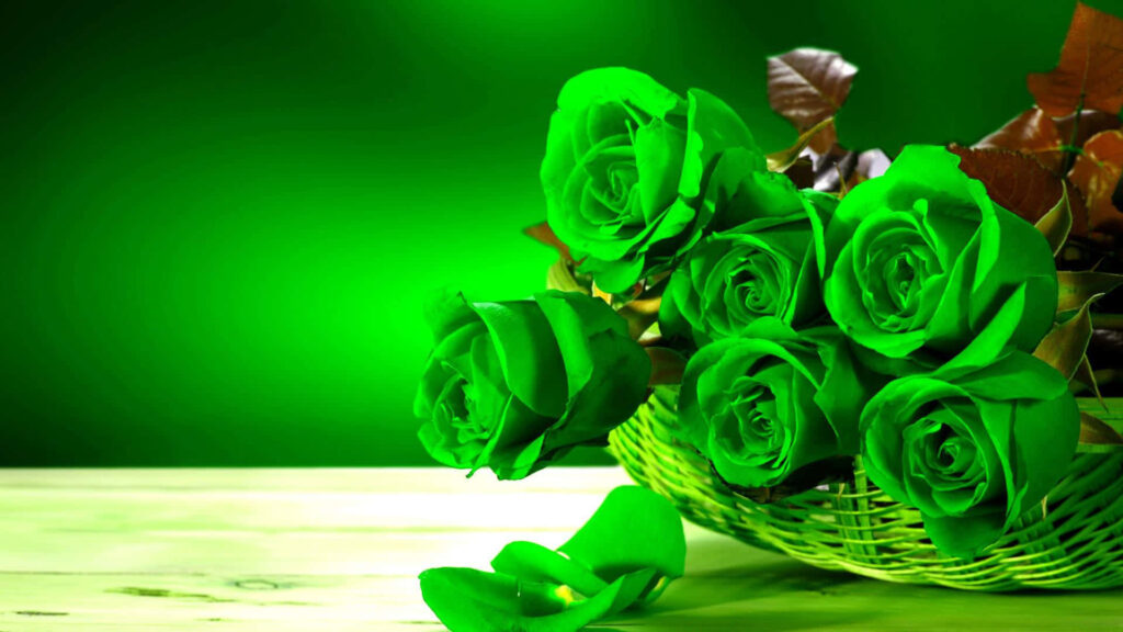 Vibrant Green Roses Against Rich Backdrop: A Fresh Floral Artistry Wallpaper