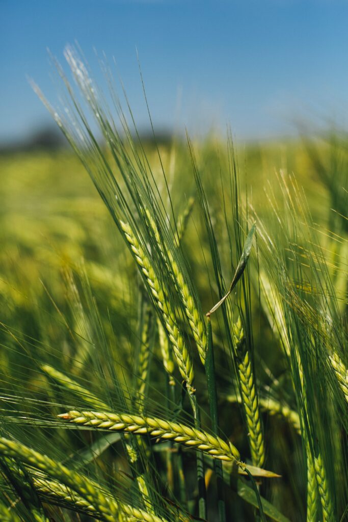 Vibrant Green Rye Spikelets Against Blue Sky - Nature Wallpaper