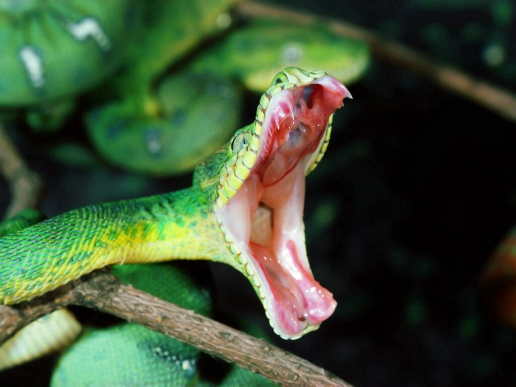 Stunning Green Snake Wallpaper - Intense Pose & Intricate Scales