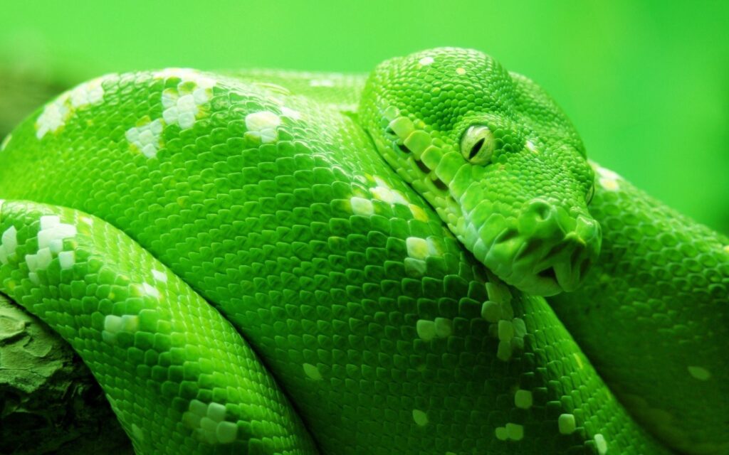 Close-Up of Green Snake with White Spots - 1920x1200 Wallpaper