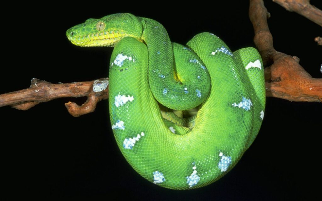 Elegant Green Snake Wallpaper: Striking Dark Background Art