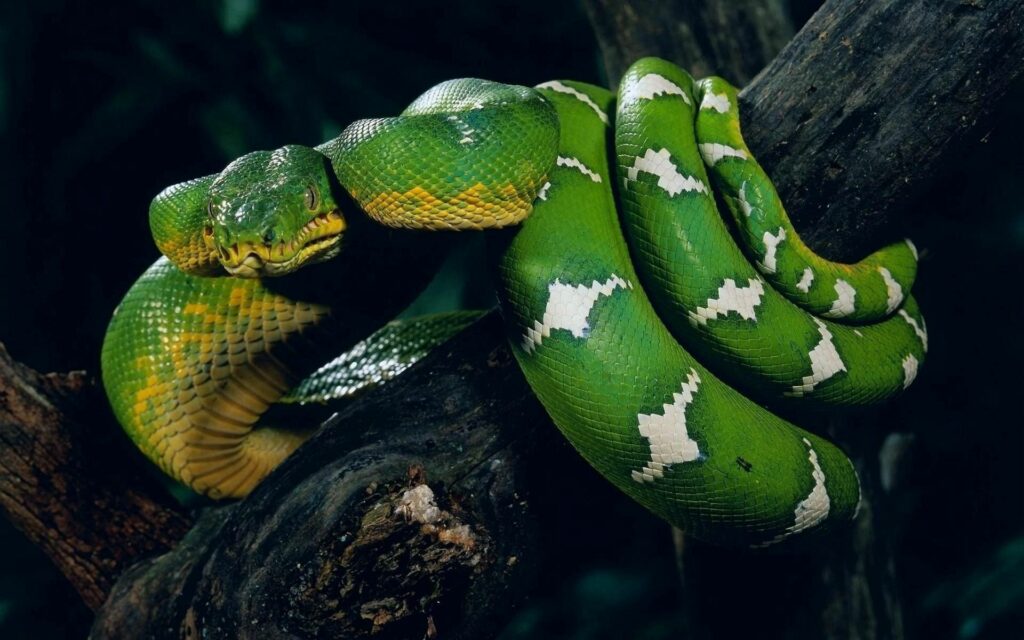 Vibrant Green Snake on Dark Tree Branch - Intricate Patterns Background Wallpaper