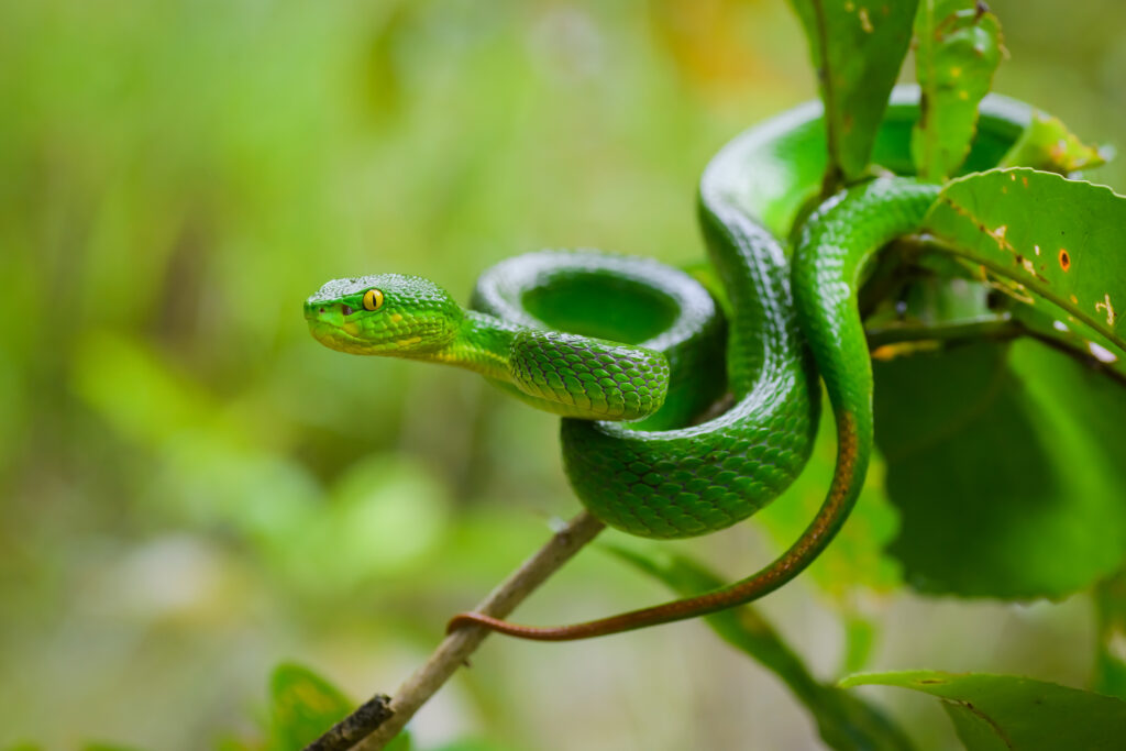 Vibrant Green Snake Wallpaper: Striking Macro Nature Background