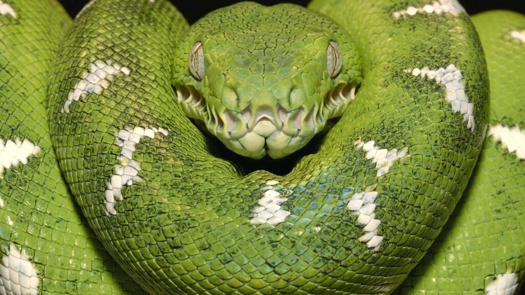 Vibrant Green Snake Wallpaper: Captivating Close-Up with White Spots