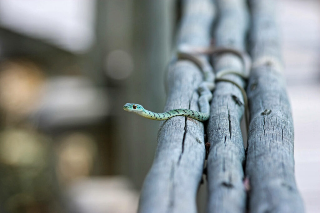 Vibrant Green Snake Wallpaper: Intricate Patterns on Wood