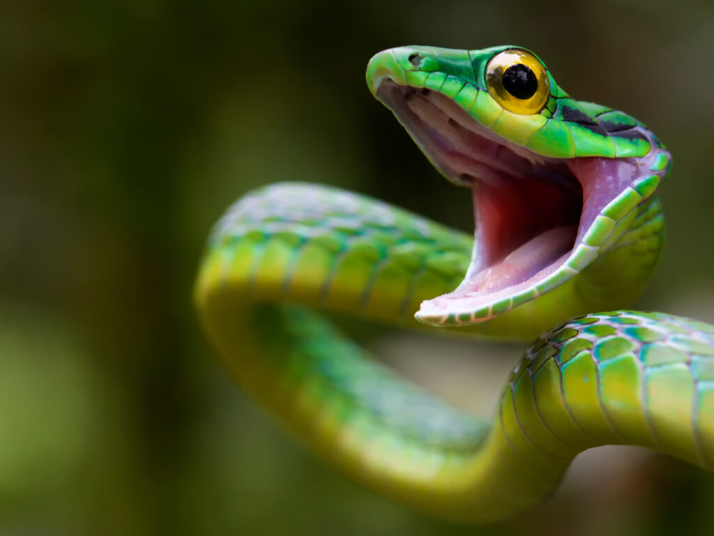 Vibrant Green Snake Wallpaper with Blurred Natural Background