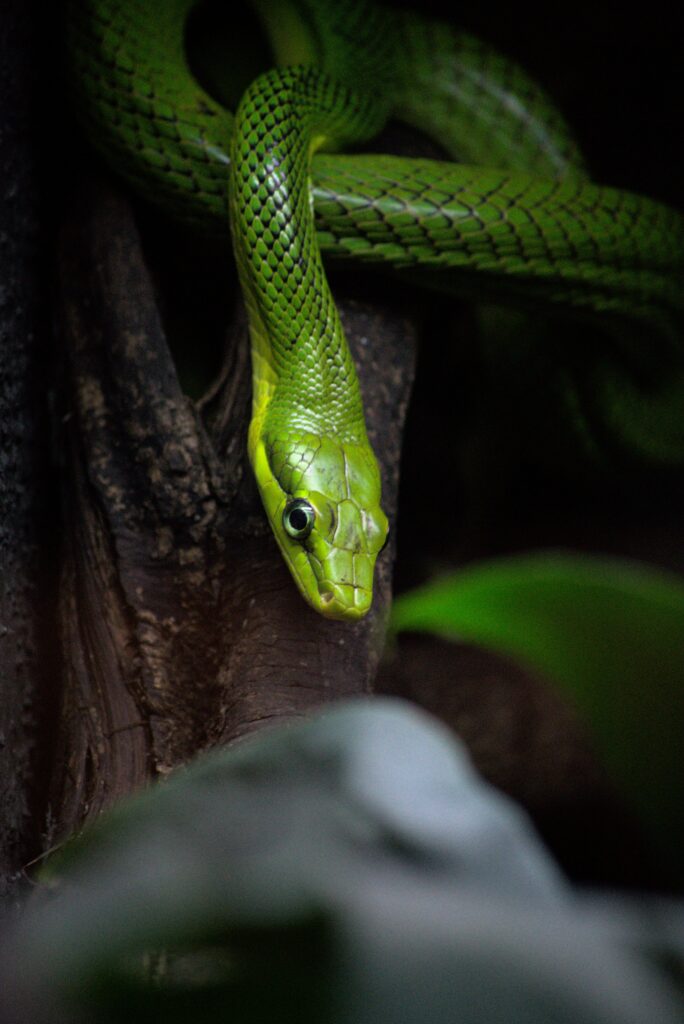 Vibrant Green Snake on Dark Tree Bark – Stunning Wallpaper Background