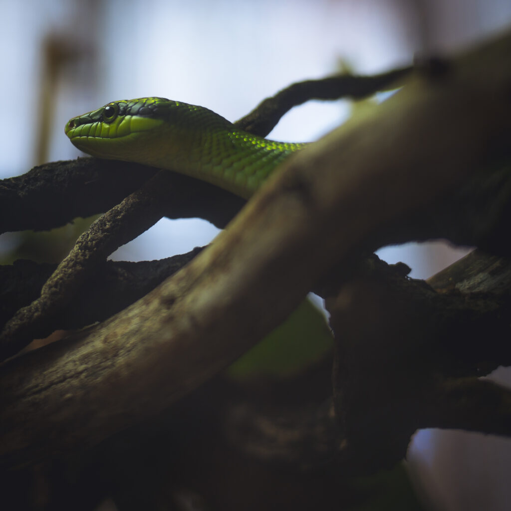 Vibrant Green Snake on Twisted Logs - Elegant Natural Wallpaper