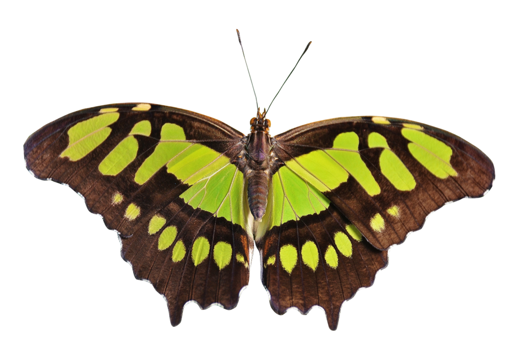 Vibrant Green Butterfly Close-Up: Stunning Nature Wallpaper Background
