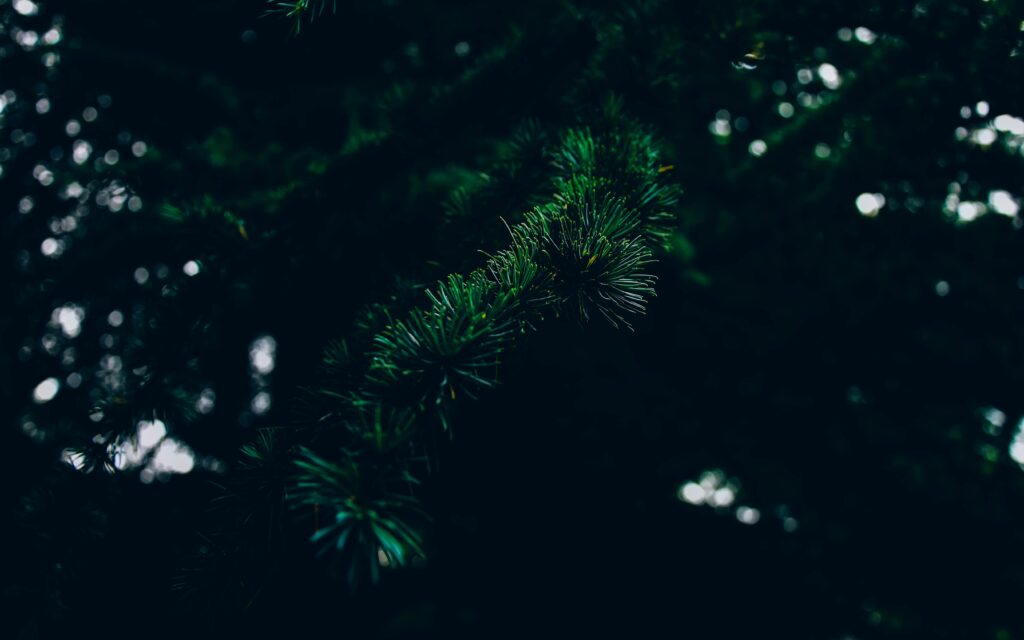 Close-up of vibrant green spruce branch with textured needles against a dark blurred background Wallpaper