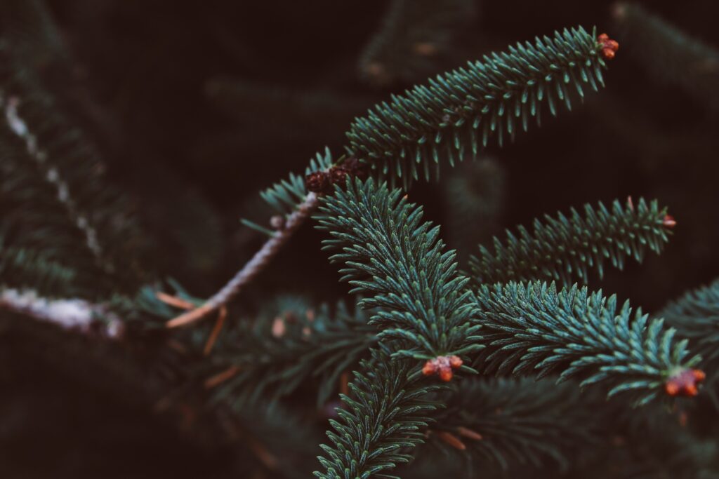 Vibrant Green Spruce Branches Close-Up | Soft Blurred Wallpaper
