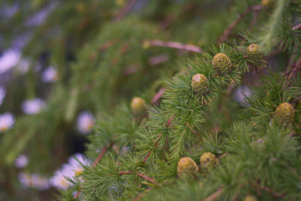 Vibrant Green Spruce Branches with Clusters of Cones - Nature Wallpaper