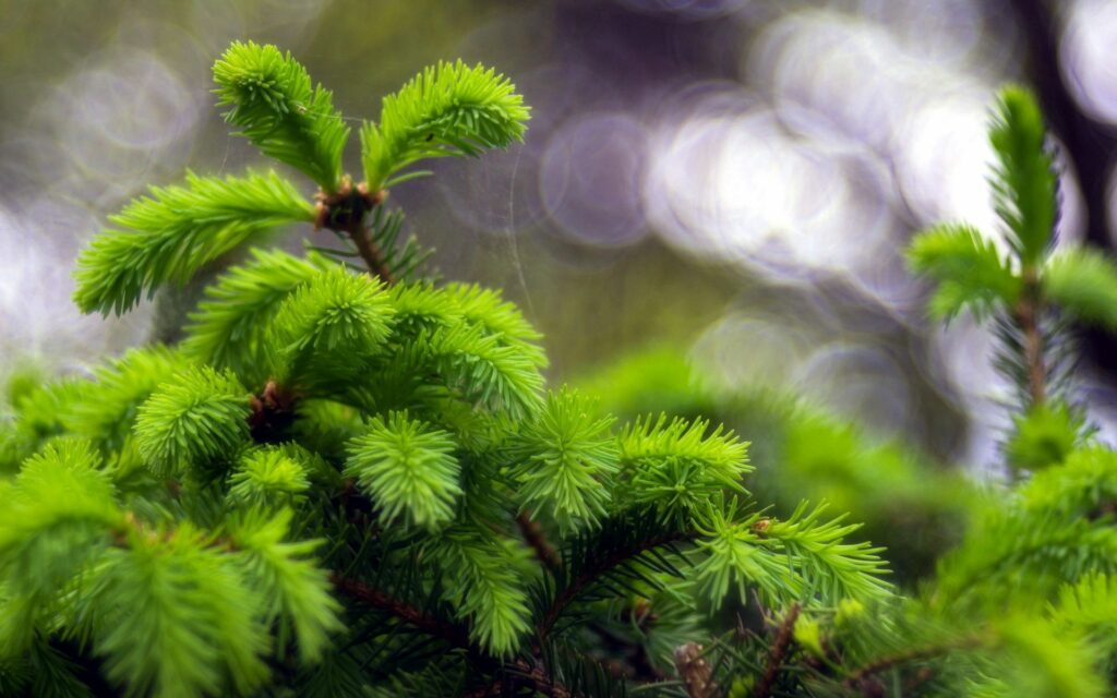 Vibrant Green Spruce Needles: Serene Nature Wallpaper Background