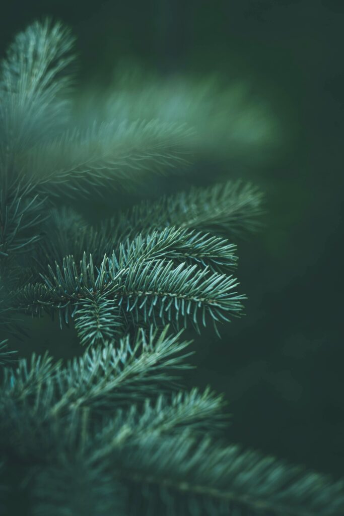Macro close-up of vibrant green spruce needles on branch with blurred dark natural background Wallpaper