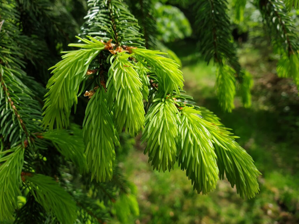 Vibrant Green Spruce Needles - Macro Wallpaper Background