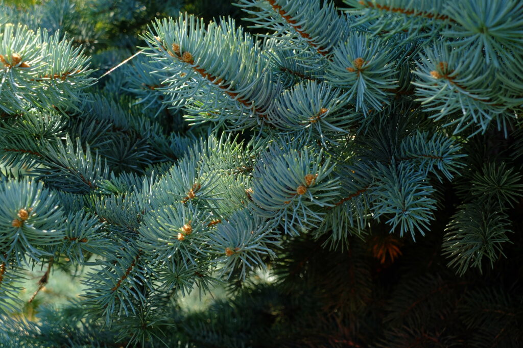 Vibrant Green Spruce Needles: Macro Wallpaper Background