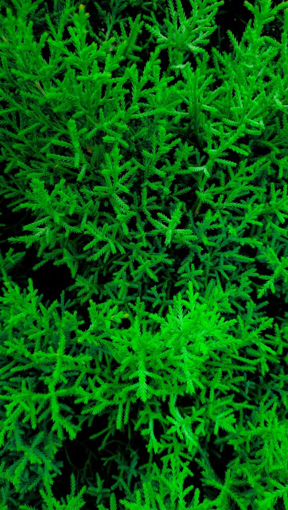 Vibrant Green Spruce Wallpaper: Lush Needle-Like Foliage Background