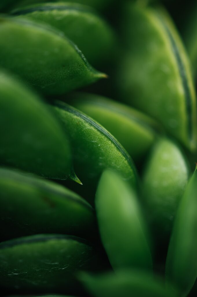 Vibrant Green Succulent Leaves Macro Shot - Wallpaper Background