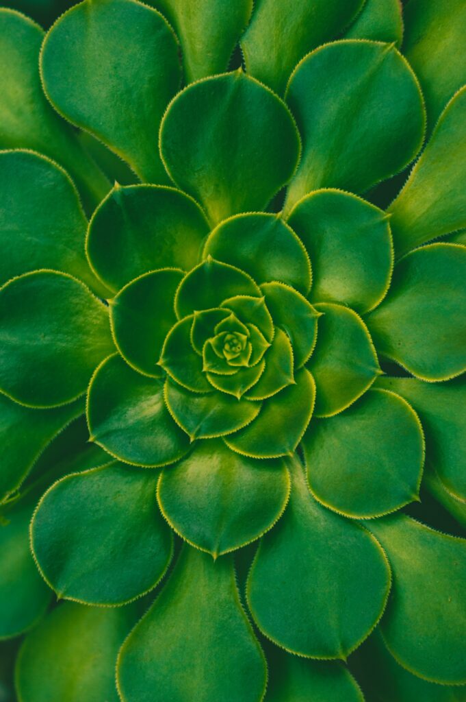 Symmetrical Green Succulent Close-Up: Vibrant Leaves Wallpaper