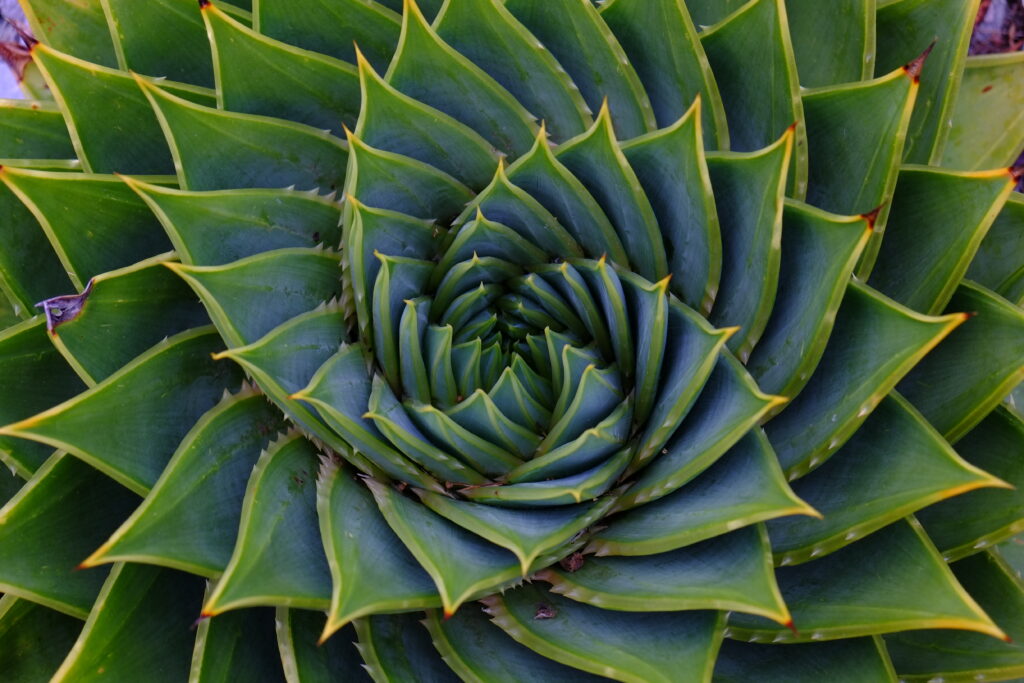 Stunning Spiral Succulent Wallpaper: Vibrant Green Macro Background