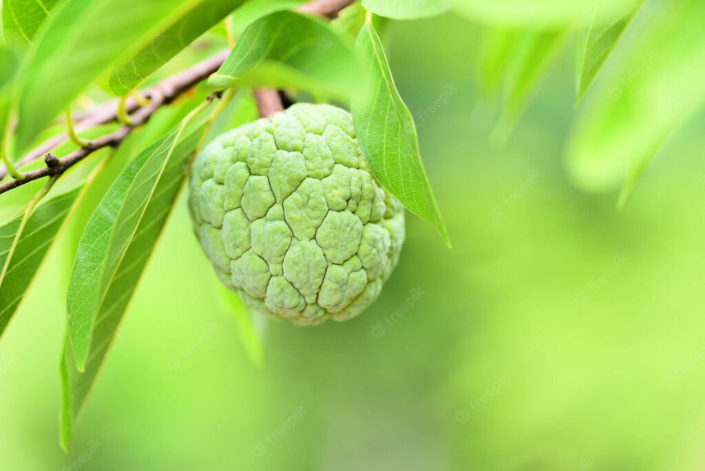 Vibrant Green Sugar Apple Close-Up Wallpaper for Natural Lock Screen