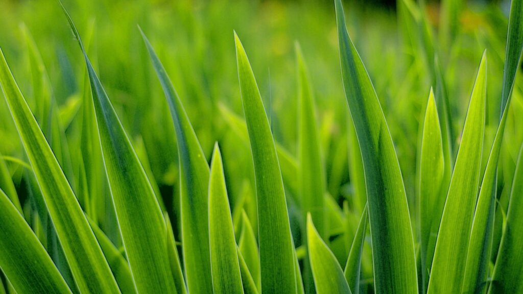 Close-up of vibrant tall green grass blades with detailed natural textures for calming wallpaper