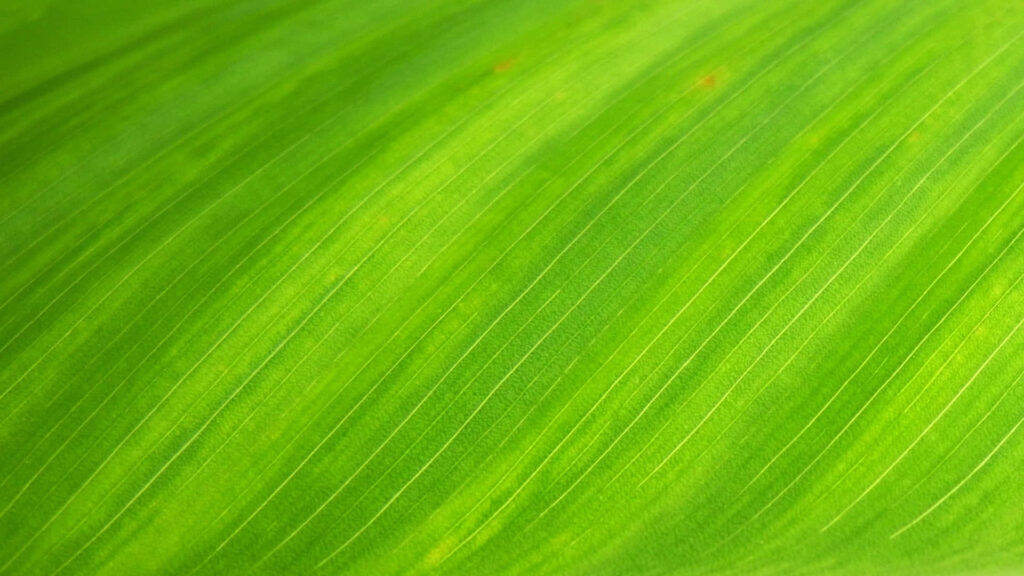 Vibrant Green Texture Wallpaper with Natural Vein Patterns - HD