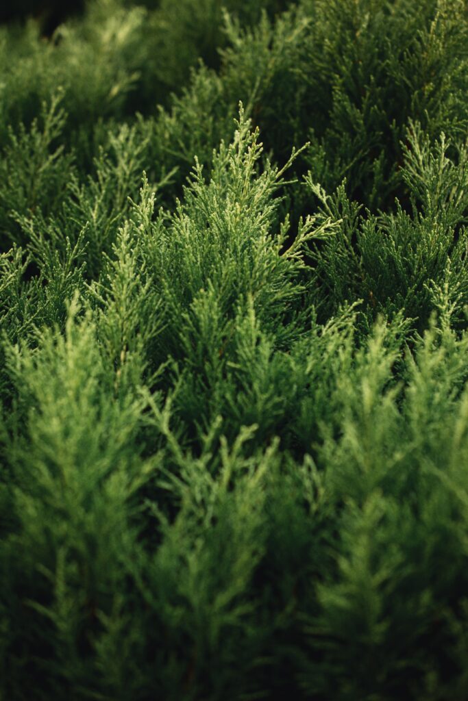 Vibrant Green Thuja Bush Wallpaper for a Calming Background