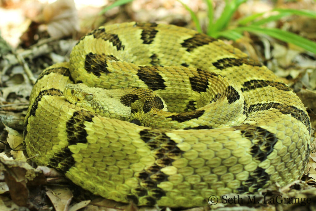 Vibrant Green Timber Rattlesnake Wallpaper: Nature's Striking Beauty