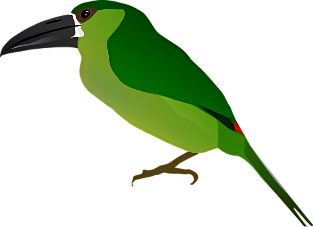 Vibrant Green Toucan Vector Wallpaper on Transparent Background