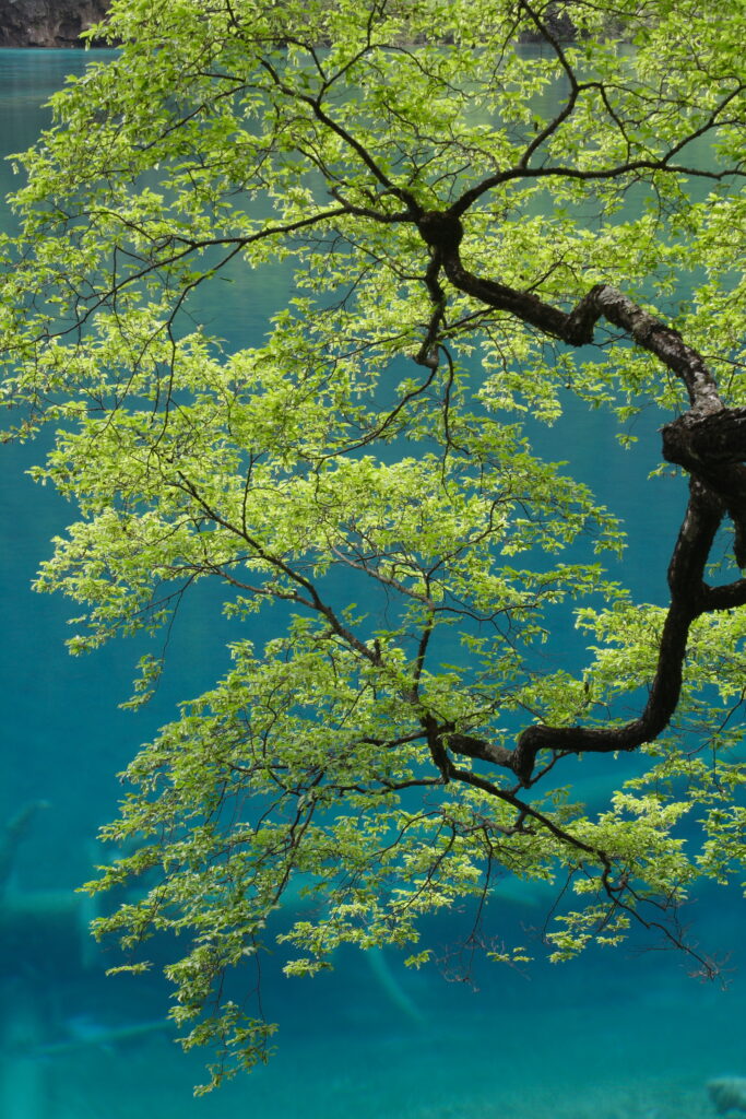 Vibrant tree branches with fresh green leaves against a clear blue sky natural wallpaper background