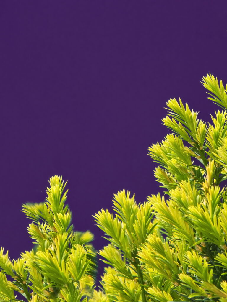 Vibrant Green Tree Branches on Deep Purple: Macro Wallpaper Background