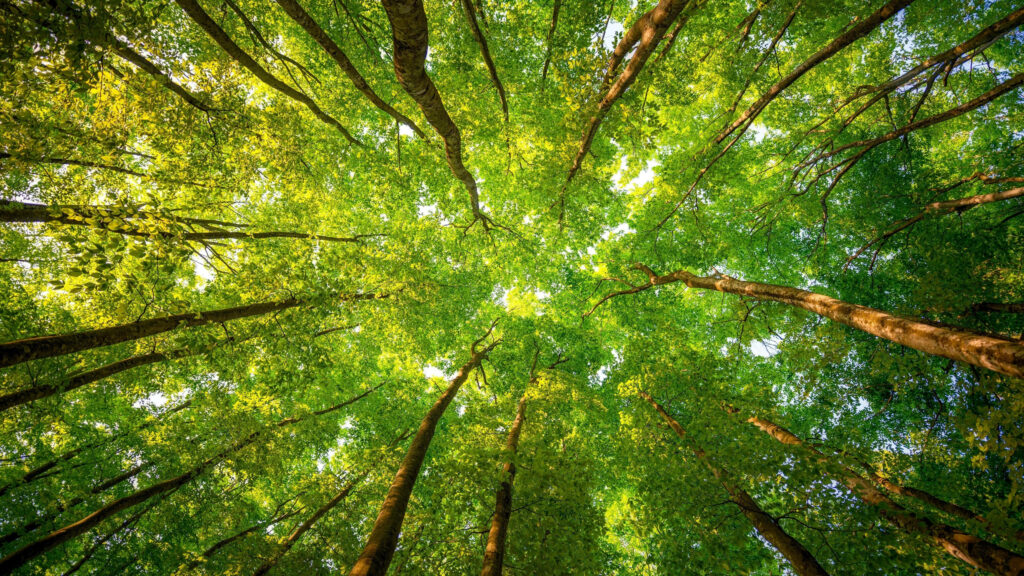 Serene Green Tree Canopy Wallpaper: Sunlight Filtered Views