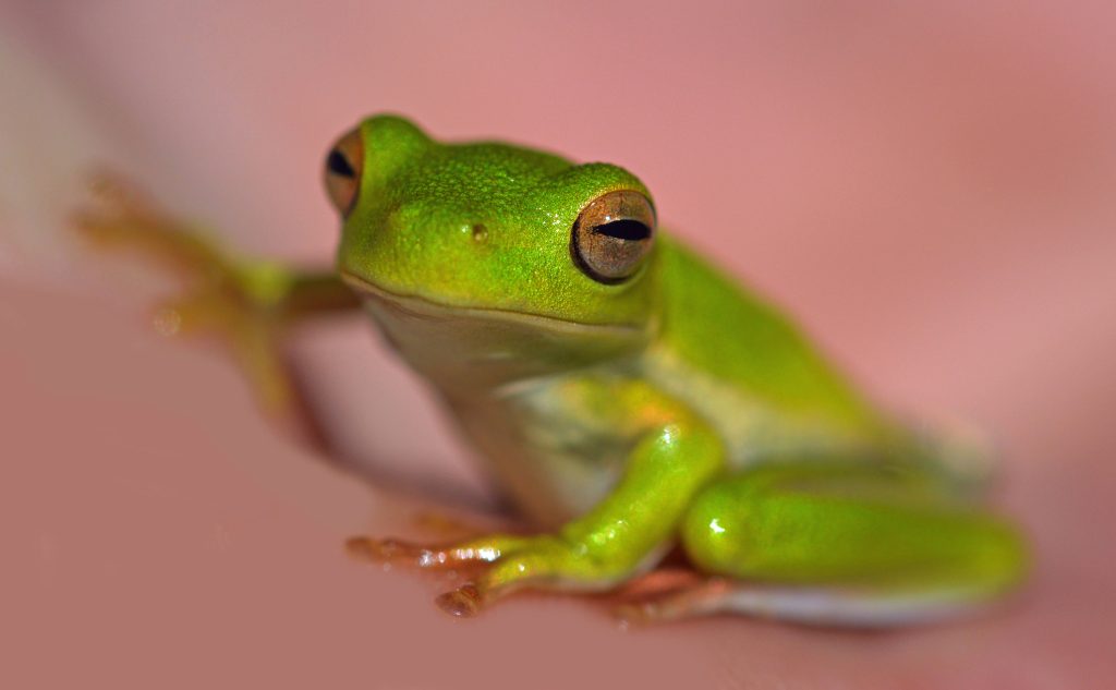 Macro photo of a vibrant green tree frog on soft pink background with textured skin and bright eyes Wallpaper