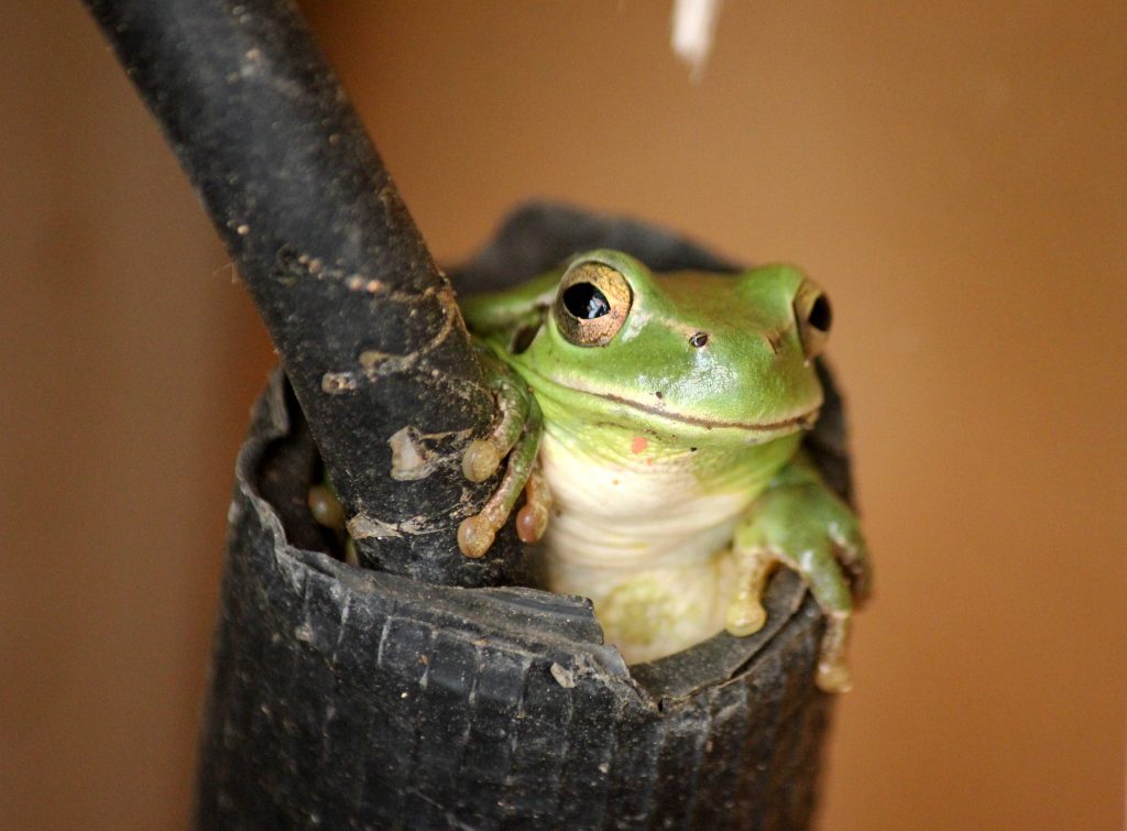 Vibrant green tree frog resting inside black pipe close-up macro nature wallpaper background
