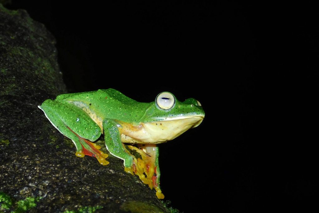 Vibrant green tree frog with orange feet on mossy branch against black background macro wallpaper